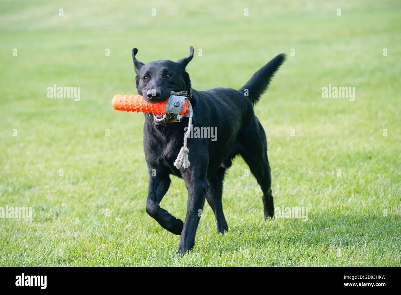 Black Labrador retriever retrieving retriever bumper Stock Photo