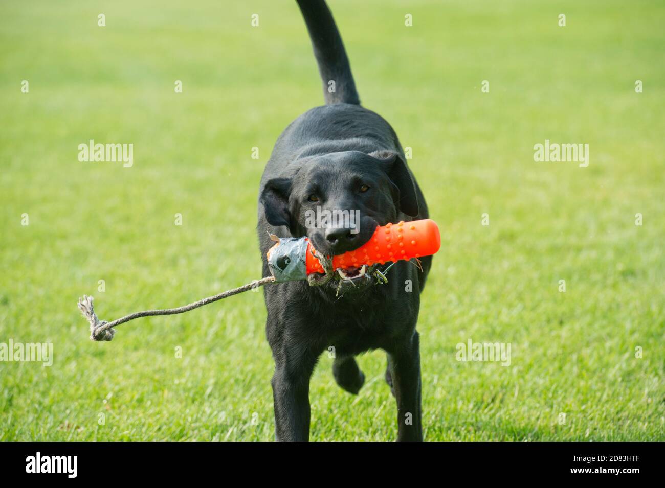 Black Labrador retriever retrieving retriever bumper Stock Photo