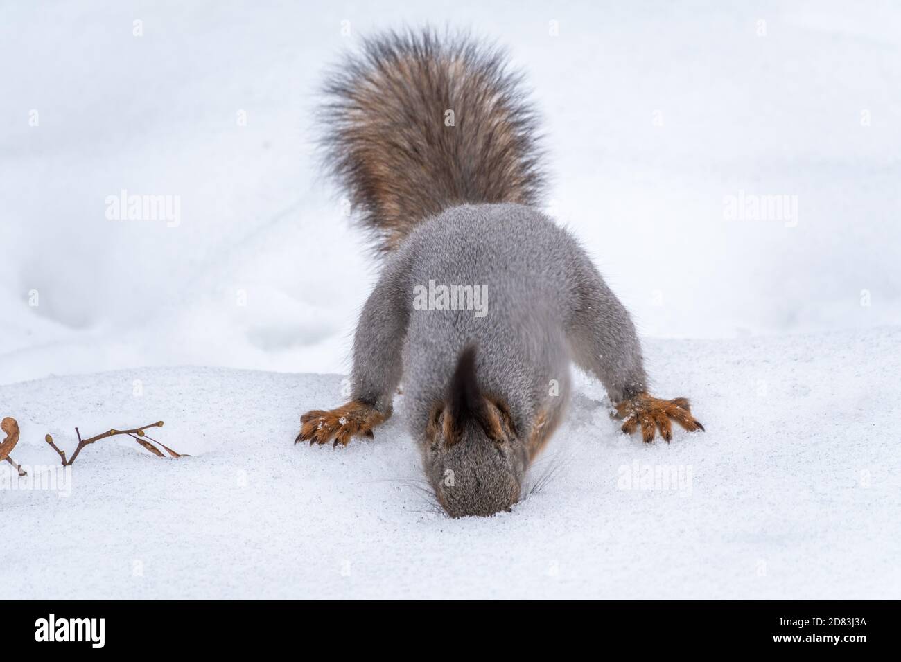 Squirrel hides nuts in the white snow. Eurasian red squirrel, Sciurus