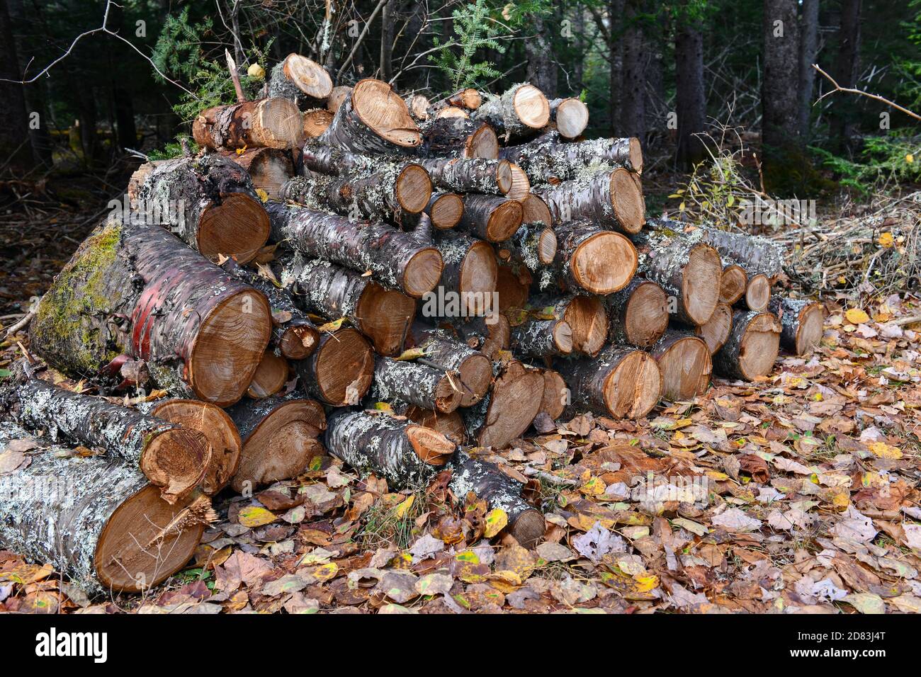 Woodpile of stacked firewood logs from cut trees Stock Photo