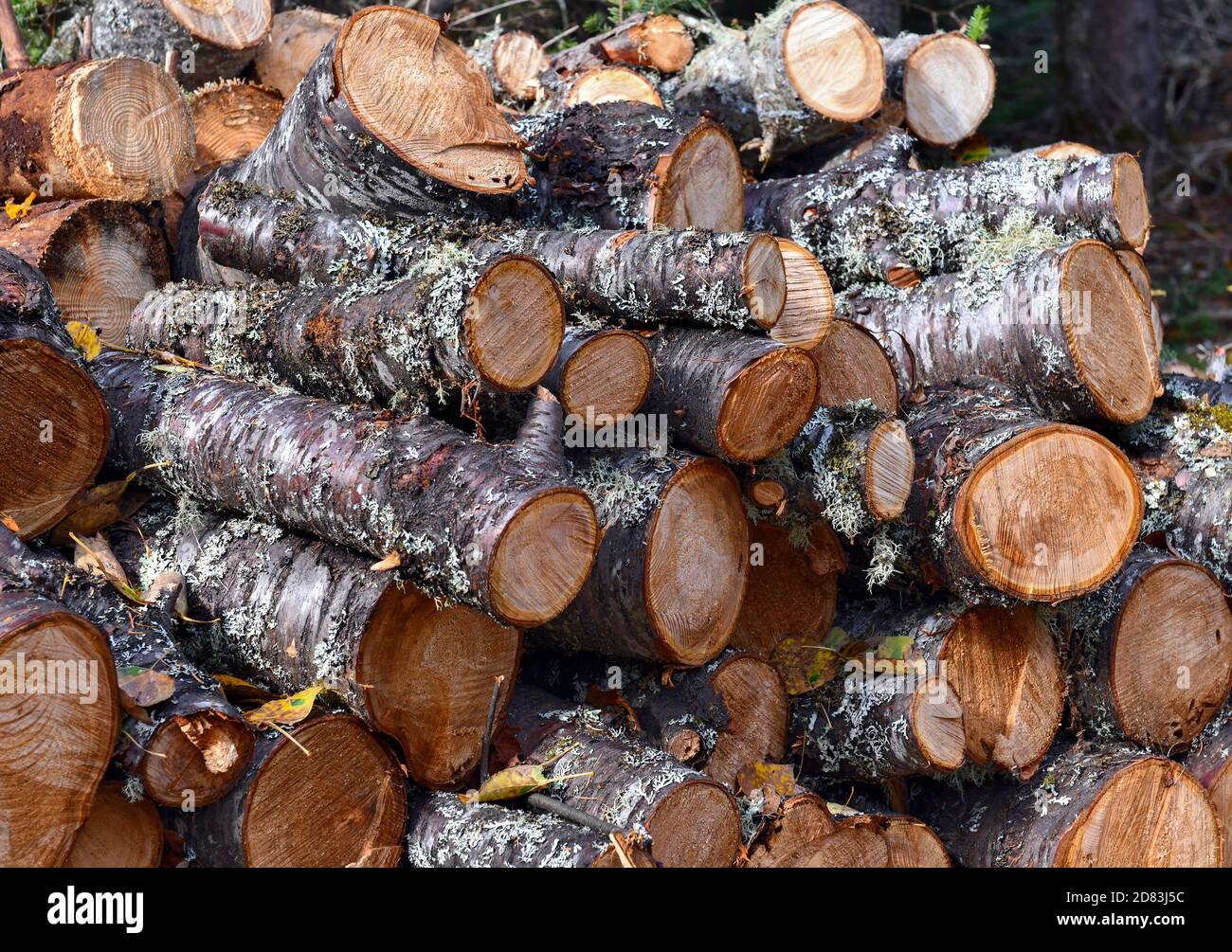 Woodpile of stacked firewood logs from cut trees Stock Photo