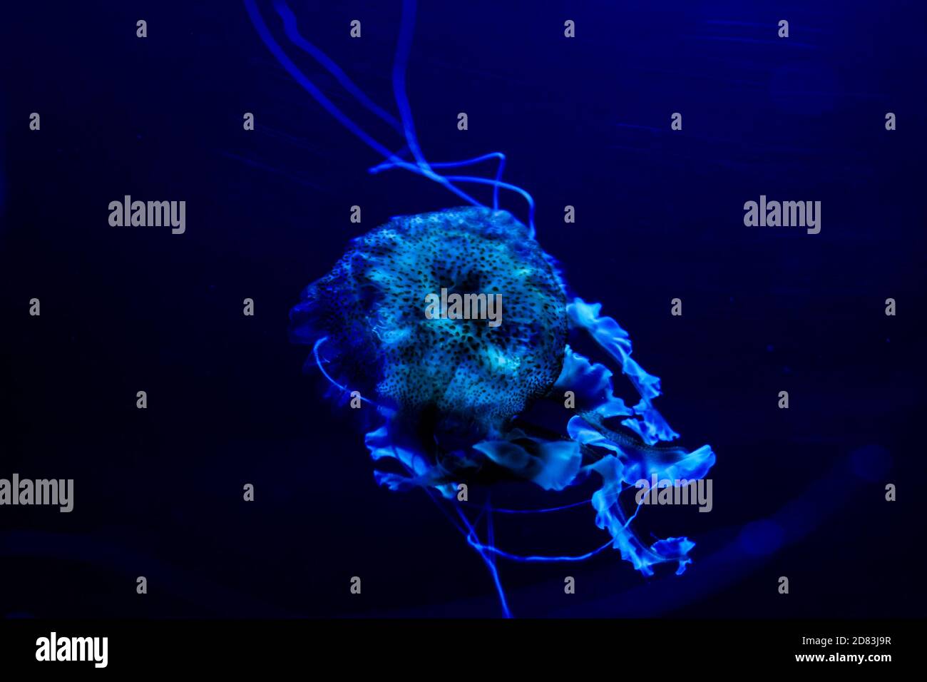 Jellyfish Dangerous Poisonous Medusa Stock Photo Alamy