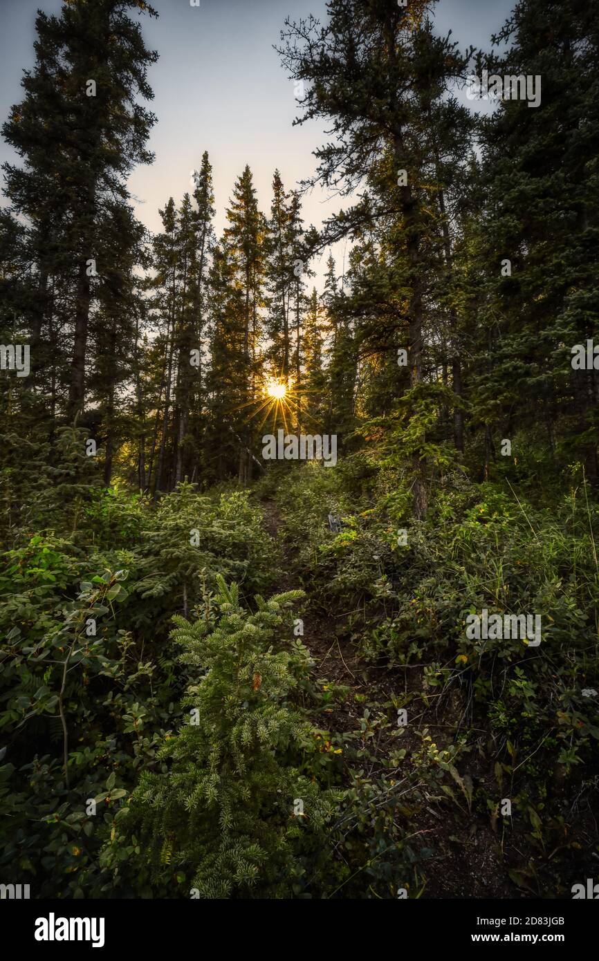Beautiful Hiking Trail in the woods and Canadian Nature Stock Photo - Alamy