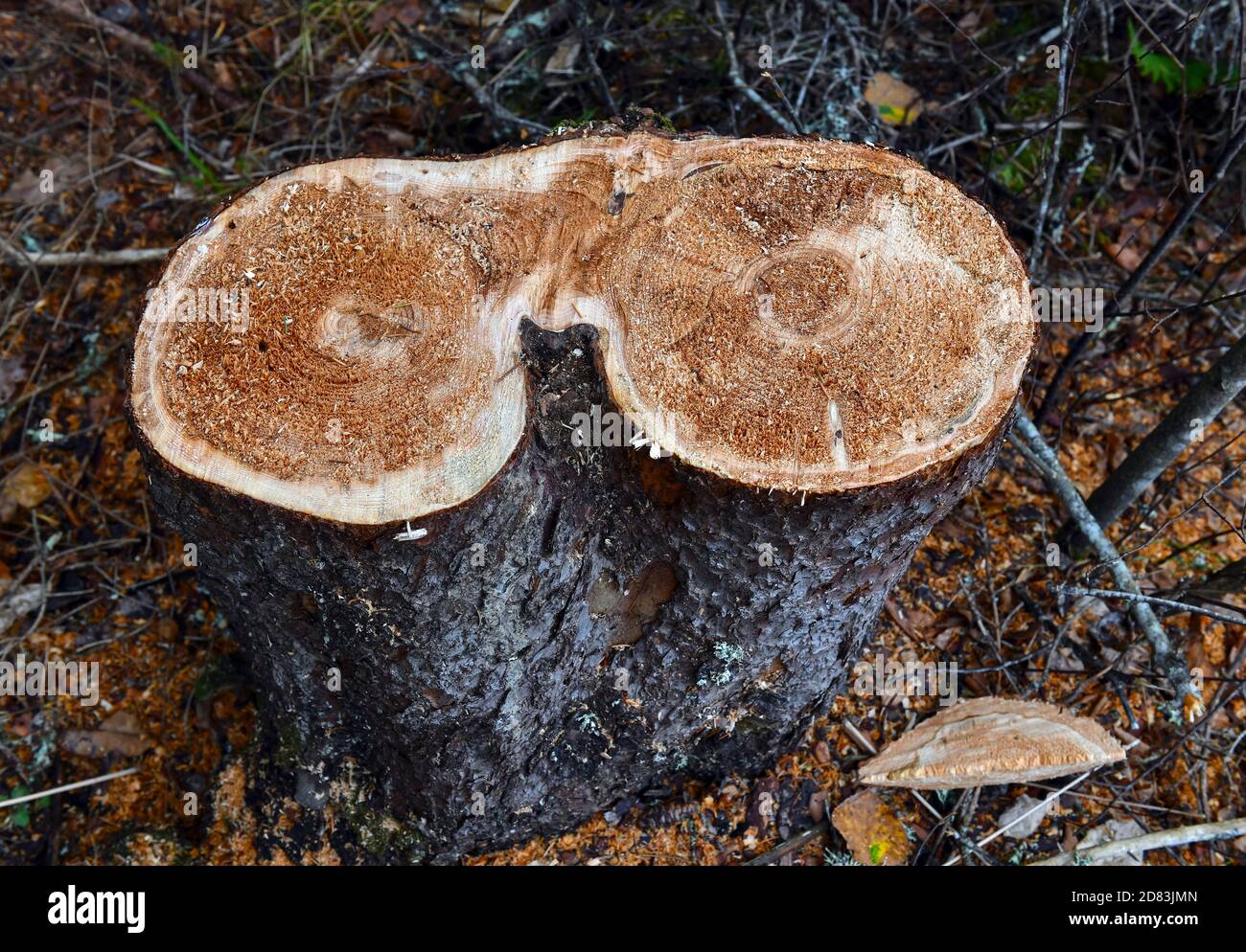 Tree stump in ground after tree was cut down Stock Photo