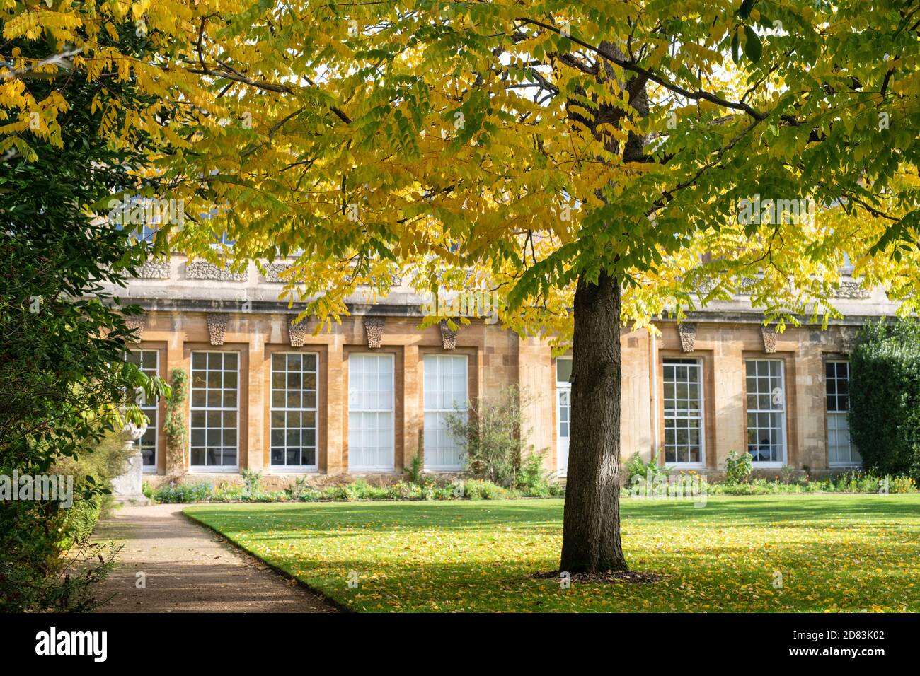 Kentucky coffeetree hires stock photography and images Alamy