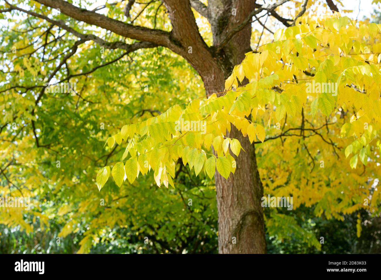 Gymnocladus dioicus. Kentucky coffeetree in autumn at Oxford Botanic Gardens. Oxfofdshire, England Stock Photo