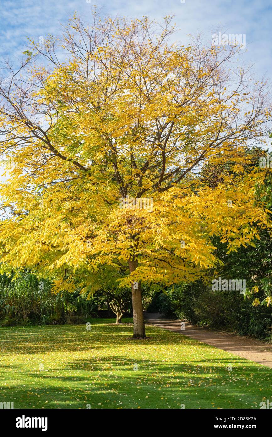 Gymnocladus dioicus gymnocladus dioicus hires stock photography and