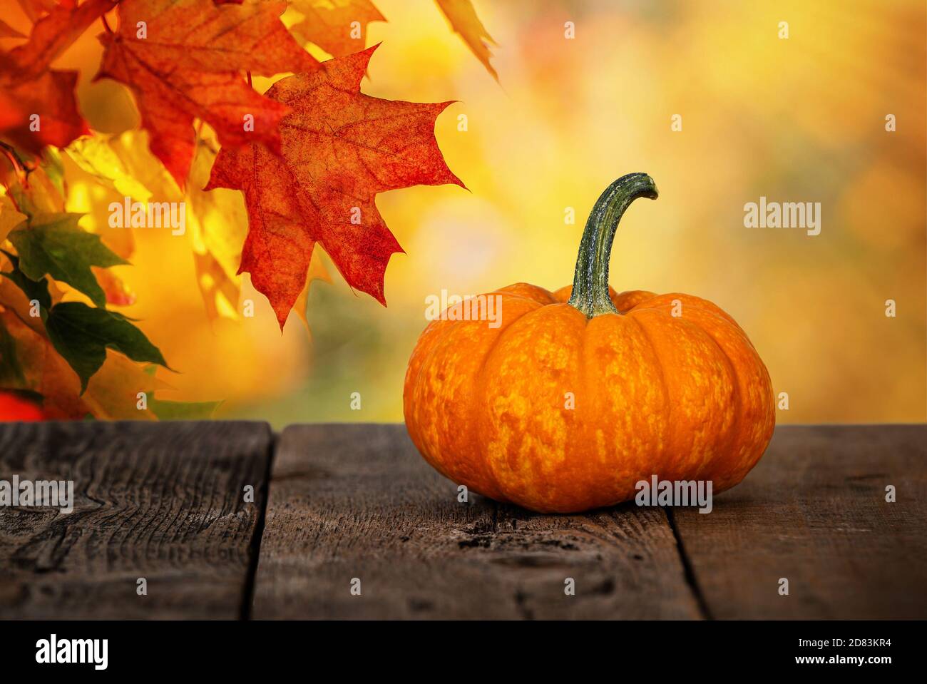 Mini pumpkin on rustic wooden table. Beautiful autumn maple tree leaves background with golden bokeh. Stock Photo