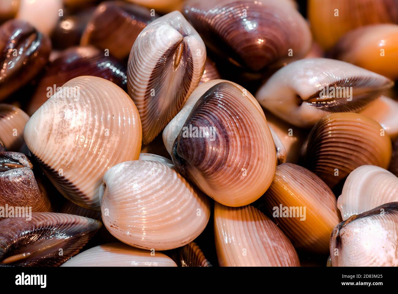 Philippines clam shell hi-res stock photography and images - Alamy