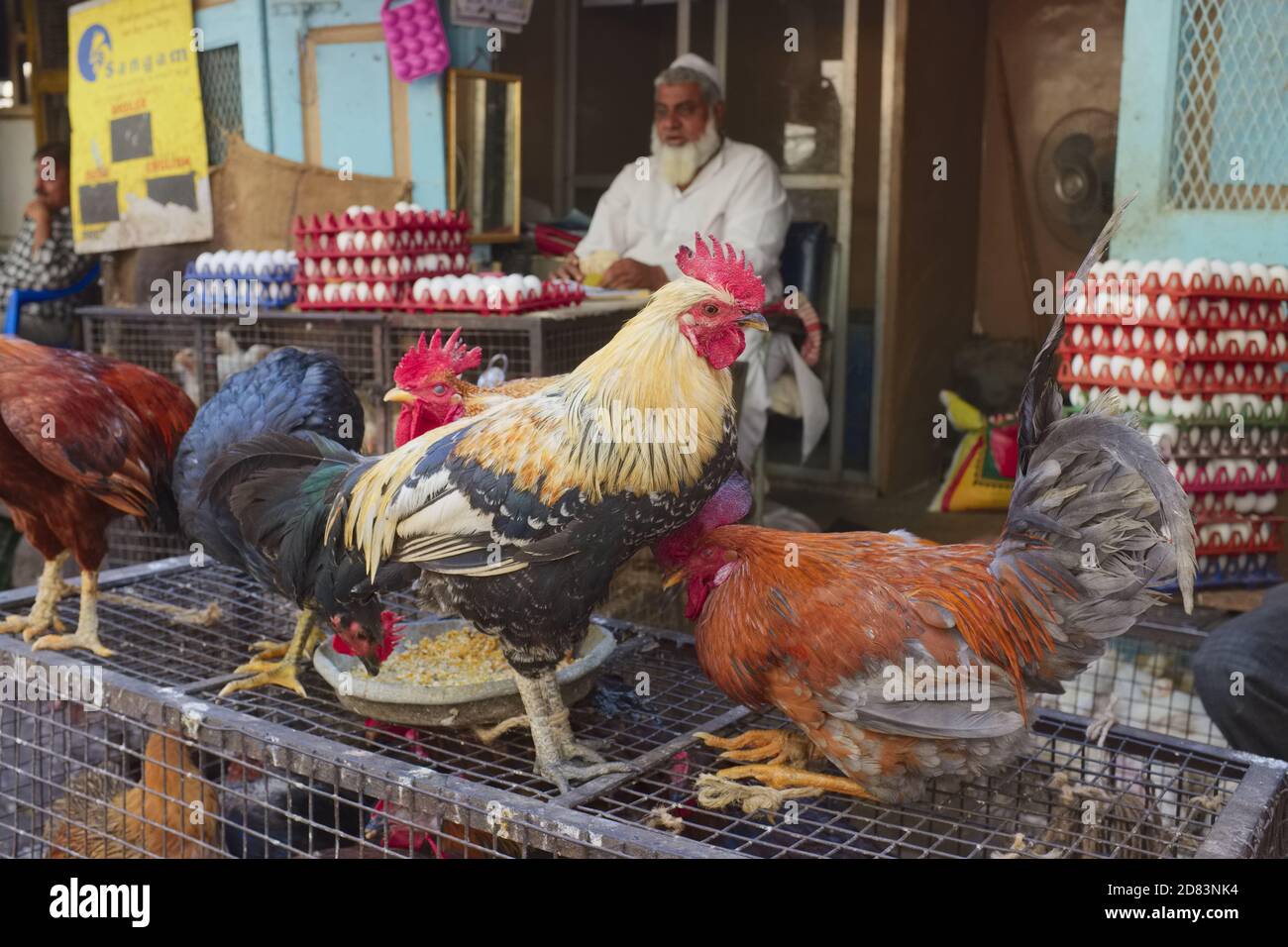 At a chicken and egg shop in Byculla, Mumbai, India, roosters sit on cages, the Muslim vendor with crates of eggs in the background Stock Photo