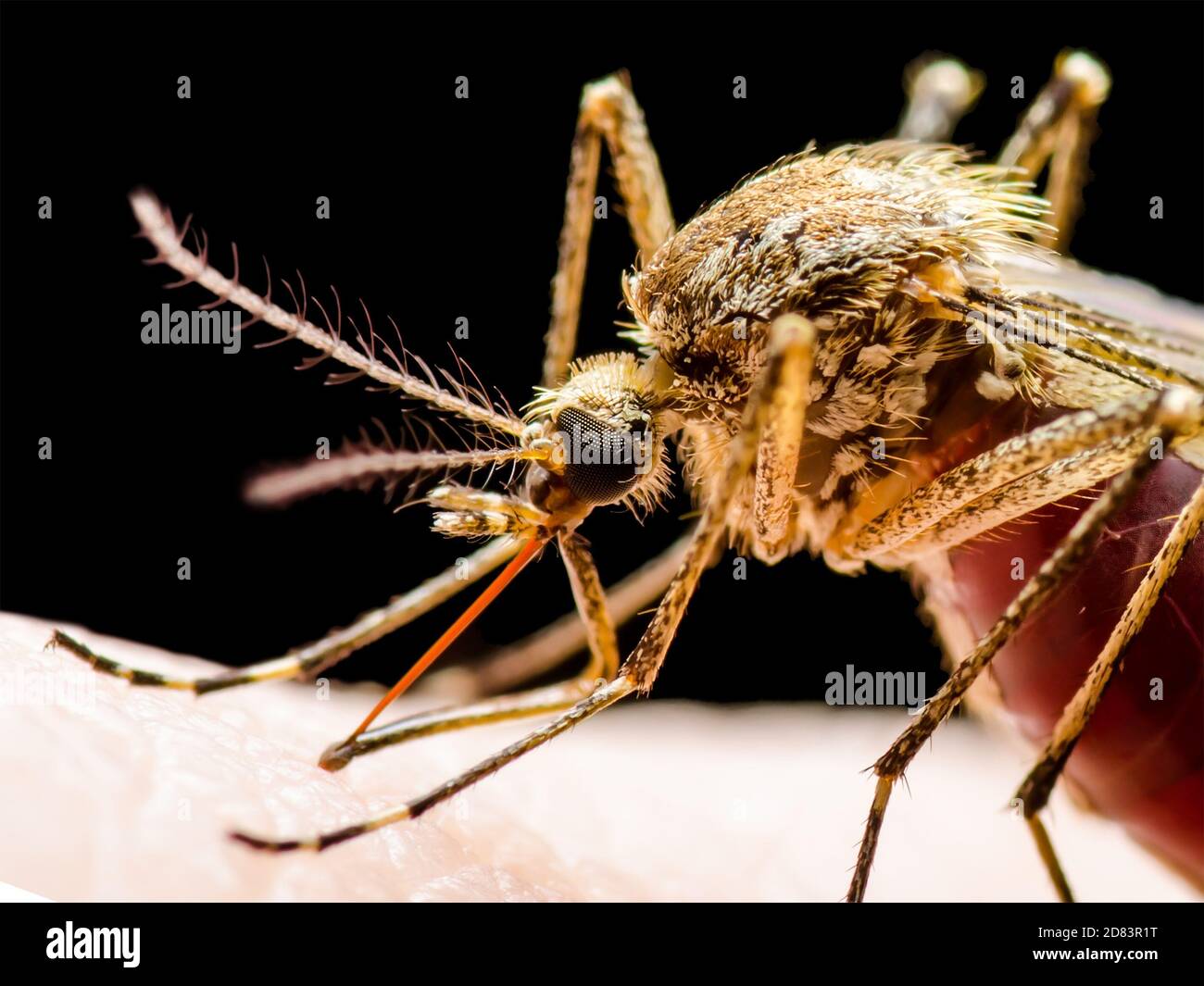 Dangerous Malaria Infected Mosquito Isolated on Black. Leishmaniasis, Encephalitis, Yellow Fever, Dengue, Malaria Disease, Mayaro or Zika Virus Infect Stock Photo