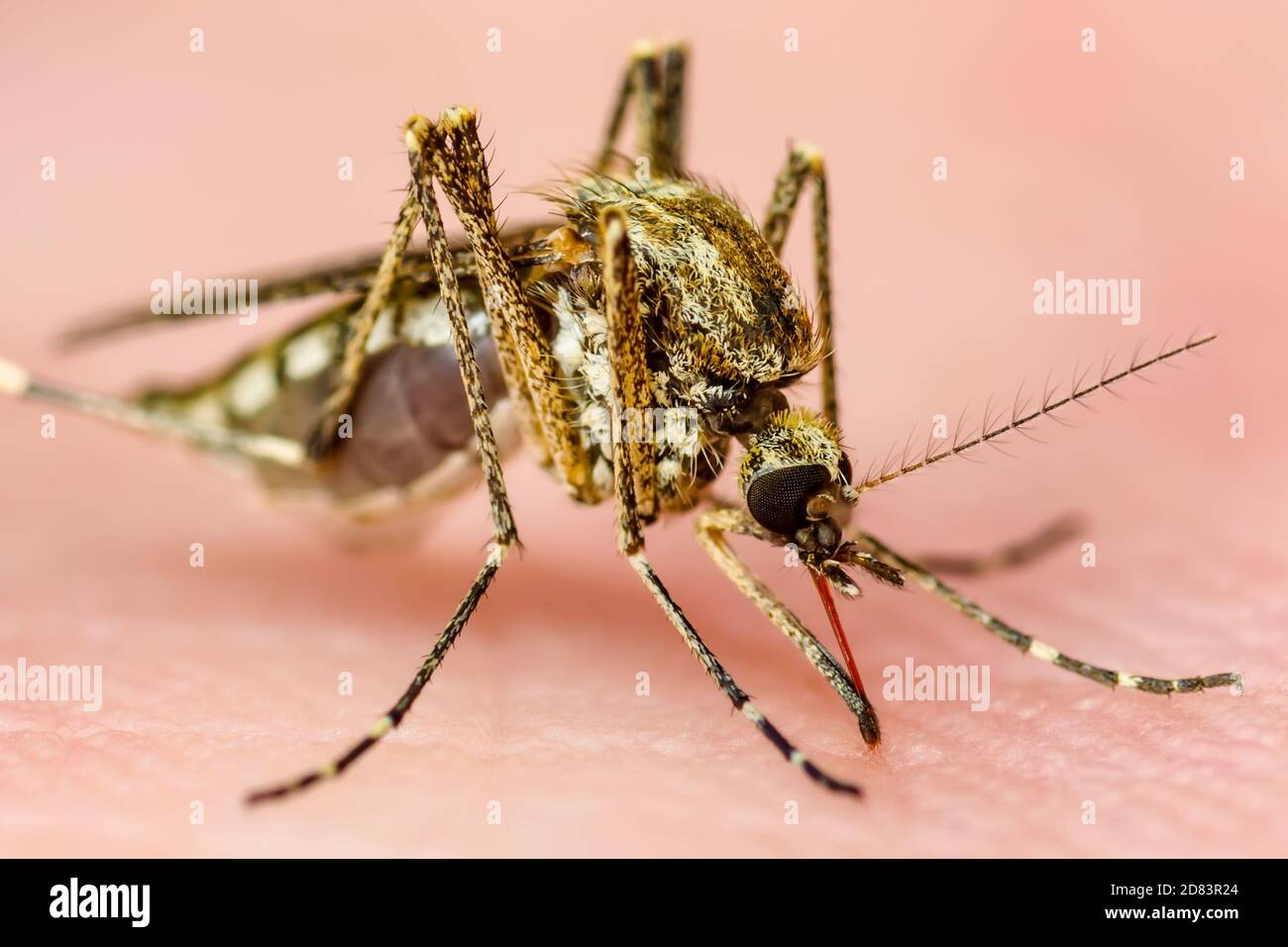 Dangerous Zika Infected Mosquito Skin Bite. Leishmaniasis, Encephalitis