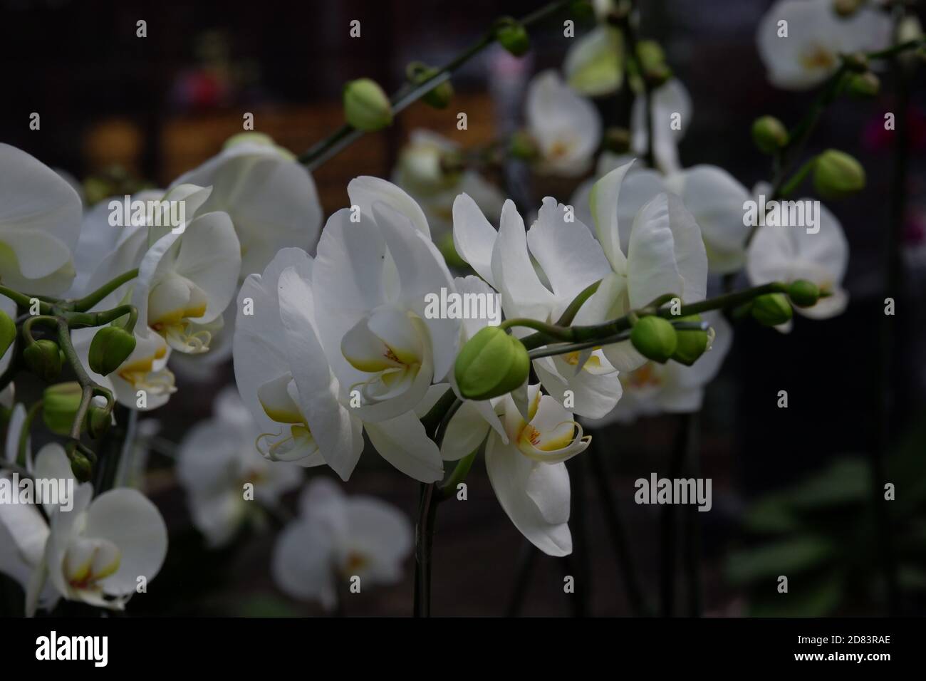 Bunga Anggrek Bulan Putih , Close up view of beautiful white ...