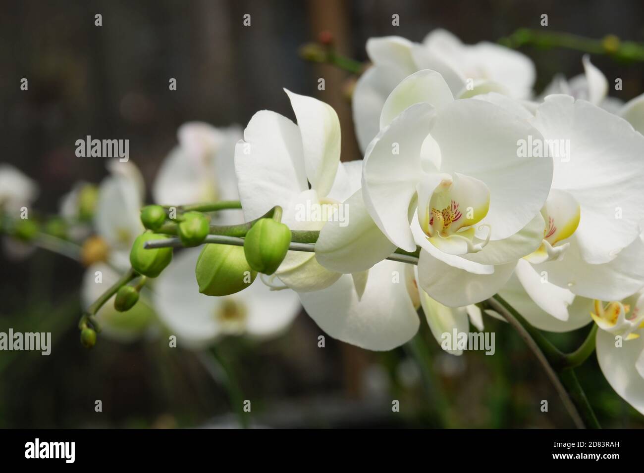 Bunga Anggrek Bulan Putih , Close up view of beautiful white ...