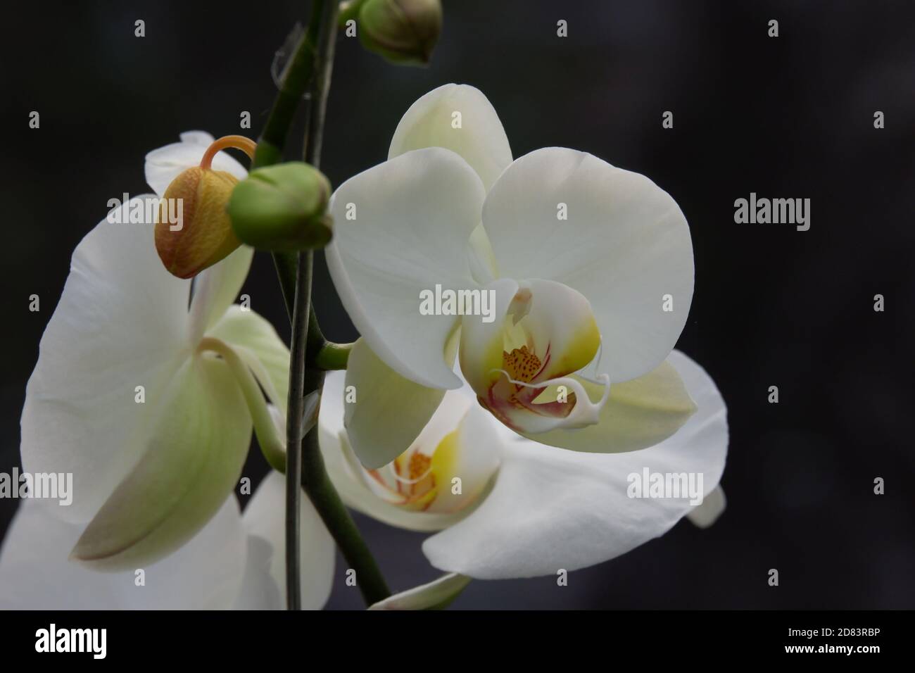 Bunga Anggrek Bulan Putih , Close up view of beautiful white ...