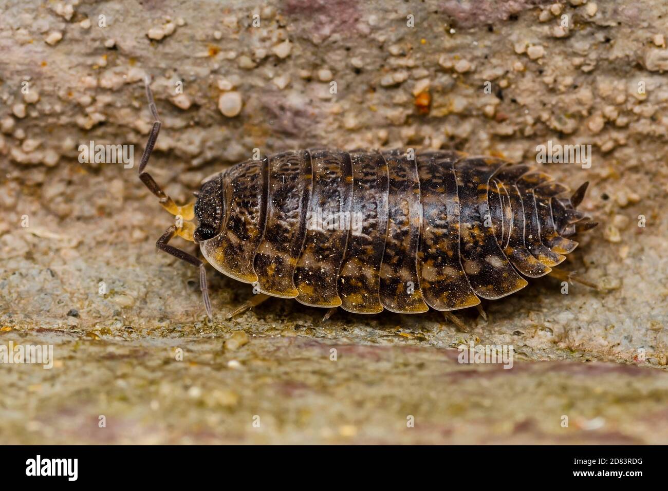 Woodlouse Centipede Multiped Isopod Macro Stock Photo - Alamy