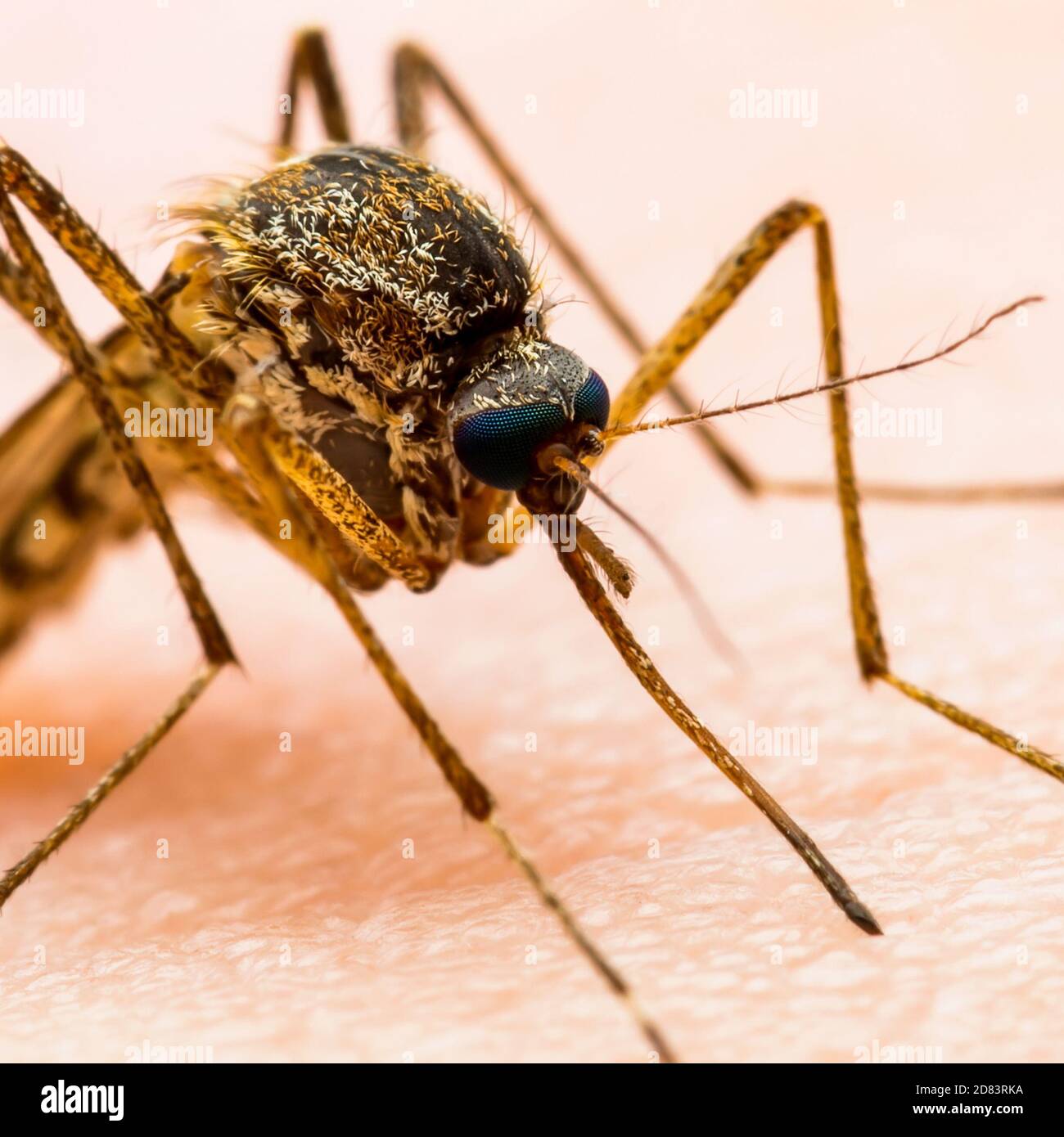 Dangerous Malaria Infected Culex Mosquito Bite, Leishmaniasis, Encephalitis, Yellow Fever, Dengue, Mayaro Disease, Zika, EEEV or EEE Virus Infectious Stock Photo