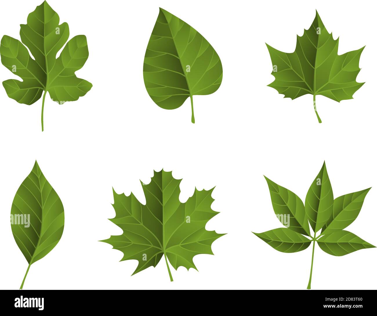Green fall leaves. Ideal for poster, card, label, banner design. Vector illustration. Stock Vector