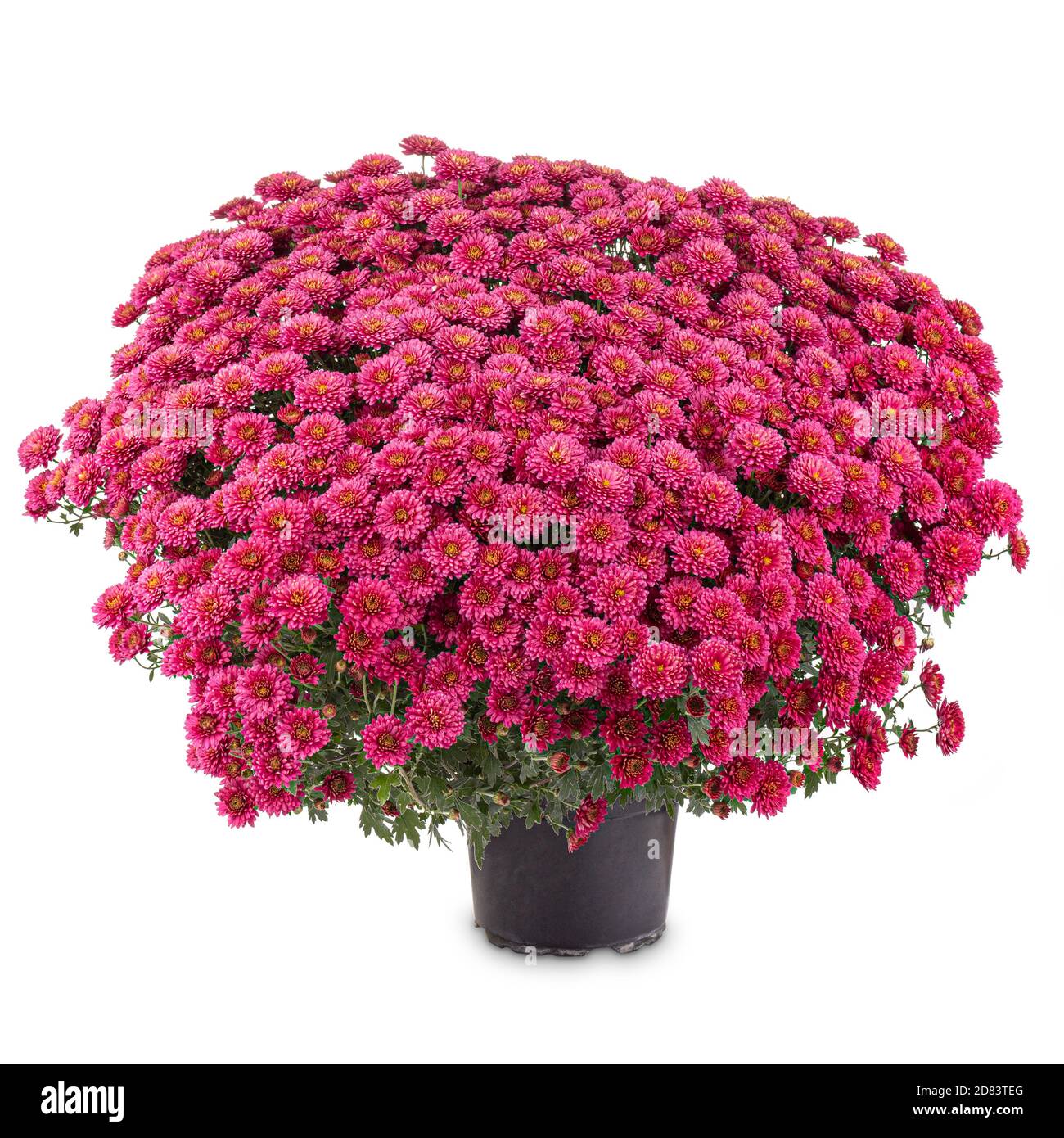 Blossoming red chrysanthemum in black flower pot on white background