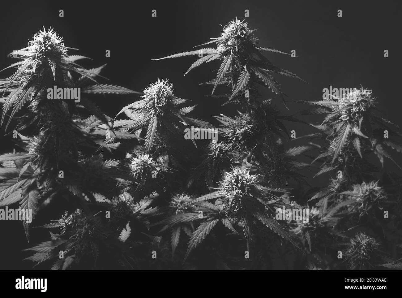 Marijuana plant Black and White Stock Photos & Images Alamy