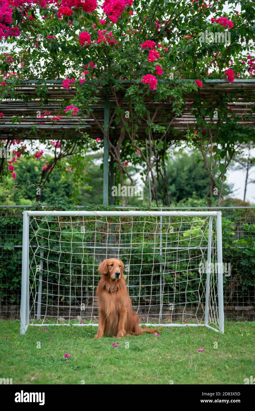 Golden Retriever sitting on the grass Stock Photo - Alamy