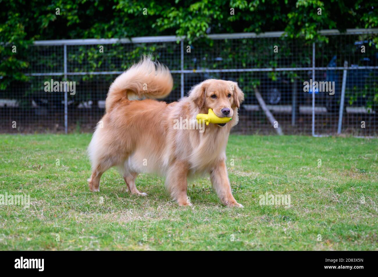 Golden Retriever playing on the grass Stock Photo - Alamy