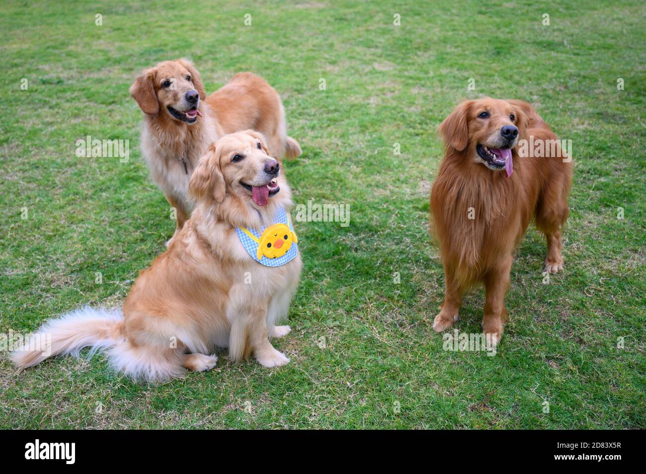 The golden retriever happily playing on the grass Stock Photo - Alamy
