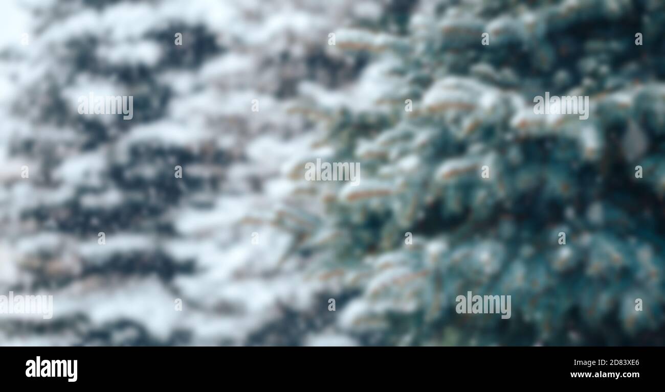 Christmas tree without decorations outdoor in park with bokeh