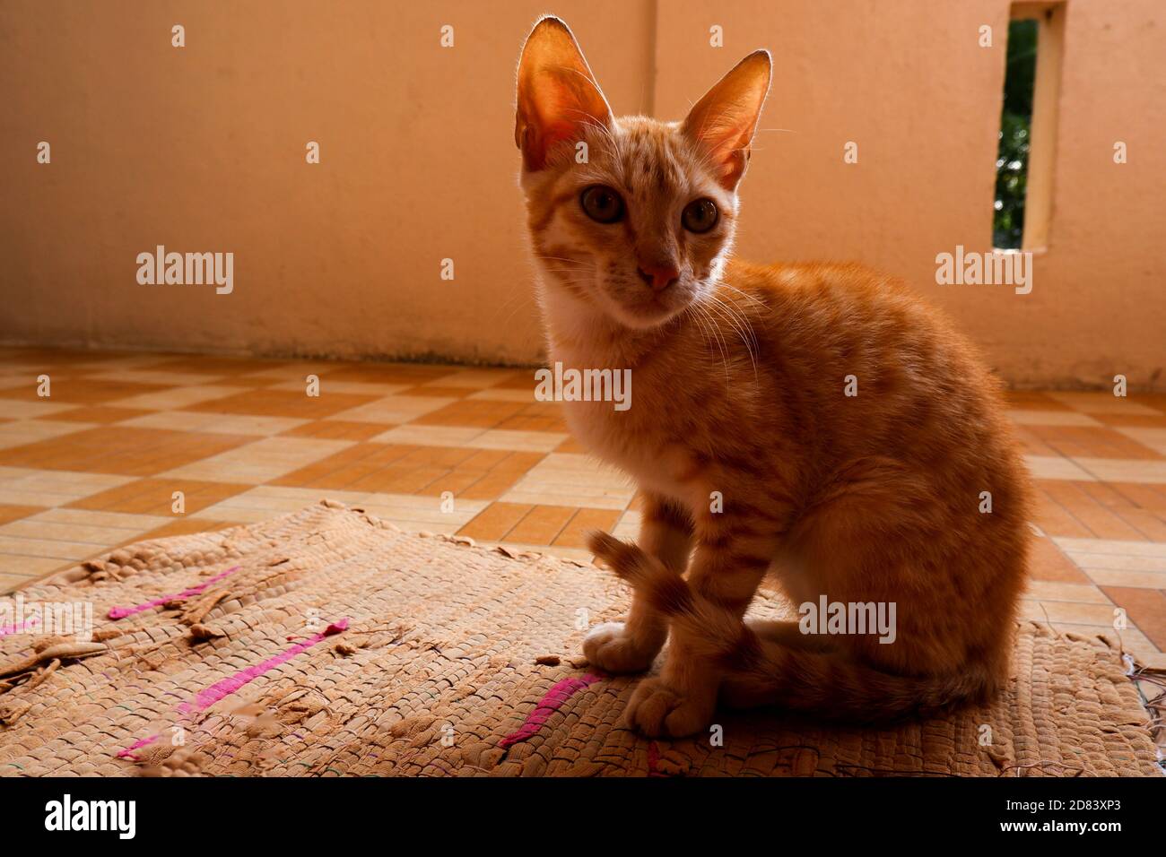 a close view of ginger striped kitten isolated in house Stock Photo