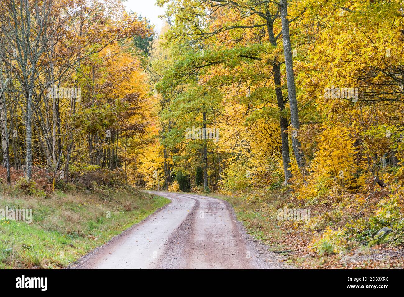 Winding road in the woods in fall colors Stock Photo
