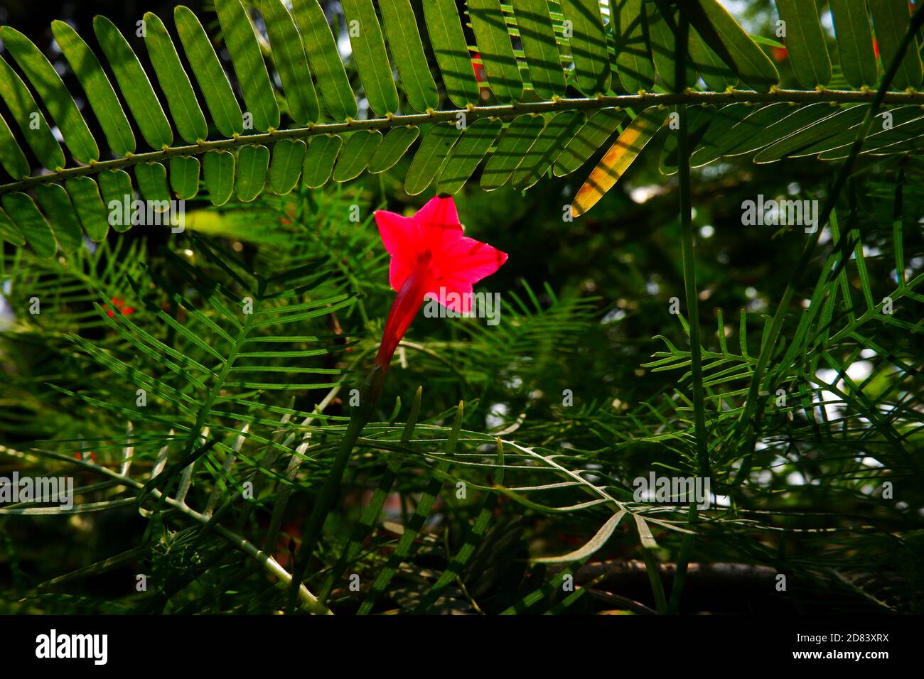 a closeup view of cypress vine (Ipomoclit species) flower isolated on plant in garden Stock Photo