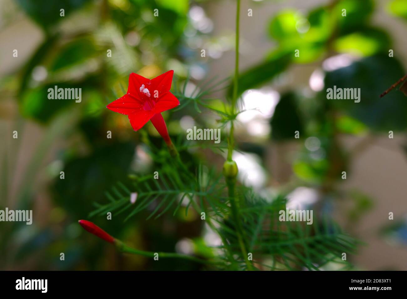 a closeup shot of red cypress vine (Ipomoclit species) flower & buds isolated on plant in garden Stock Photo