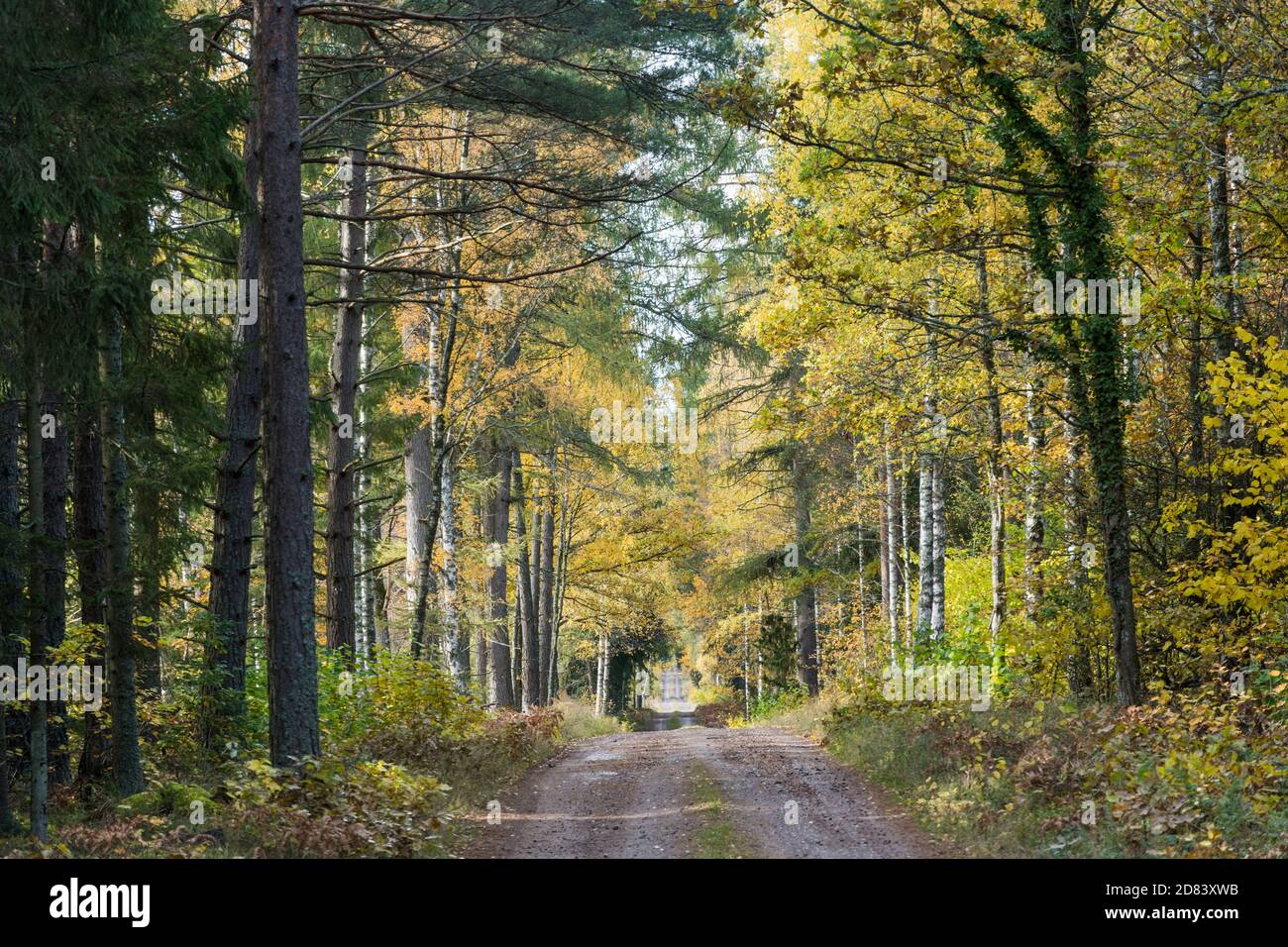 Dirt road in the woods in fall season in the swedish province Smaland Stock Photo
