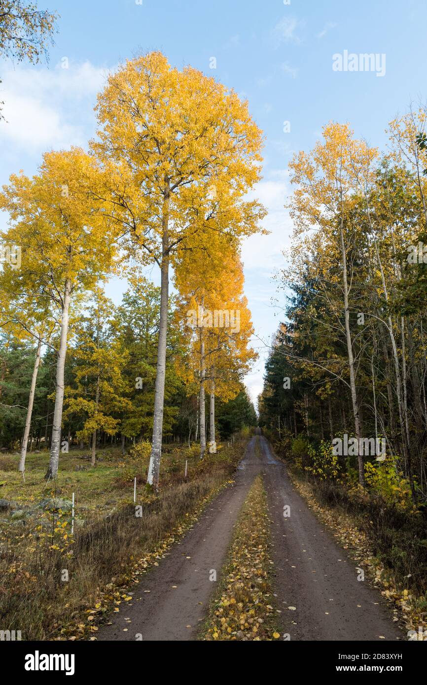 Glowing aspen trees by a dirt road side in the swedish province Smaland Stock Photo