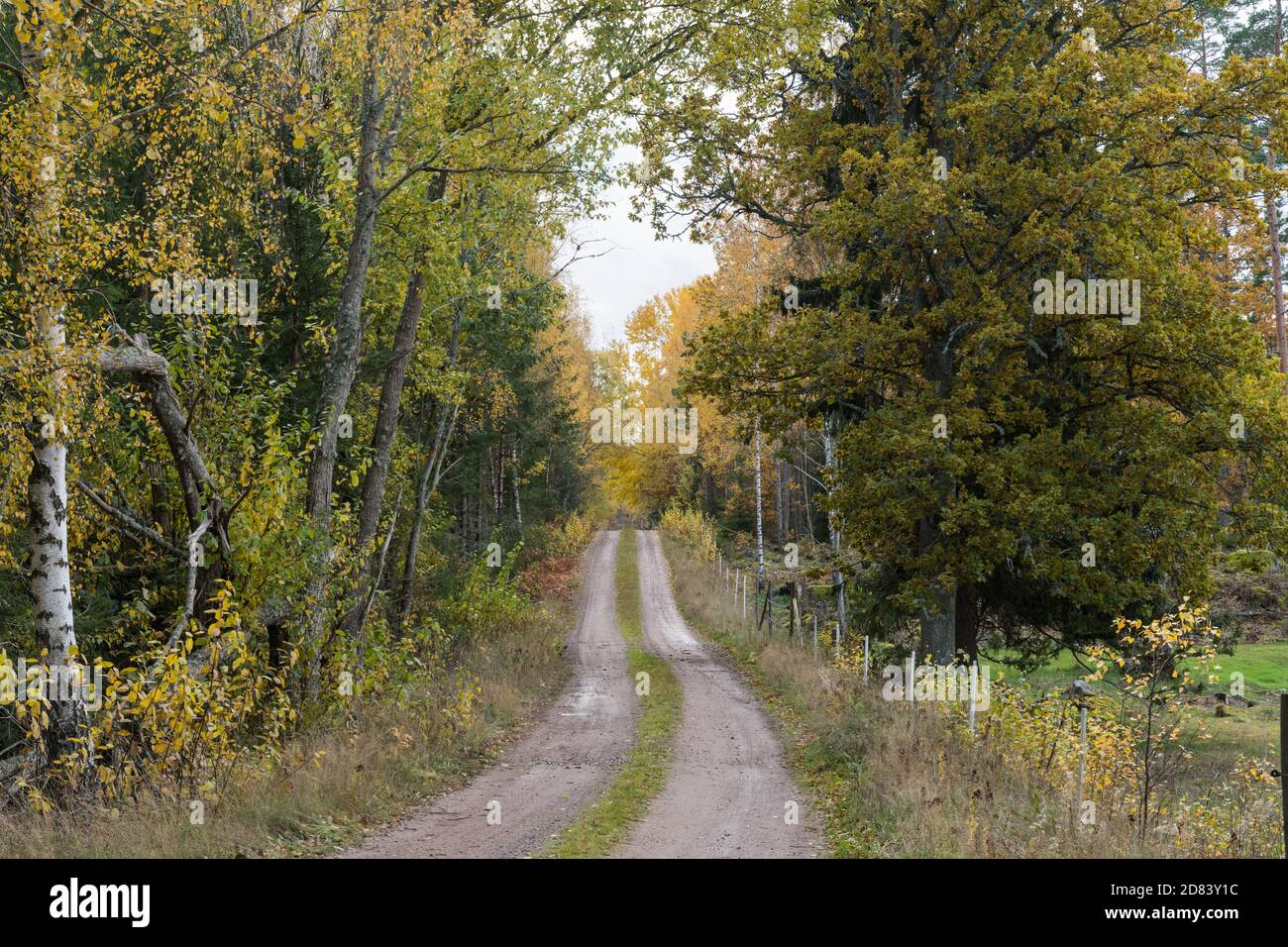 Dirt road in fall colors in the swedish province Smaland Stock Photo