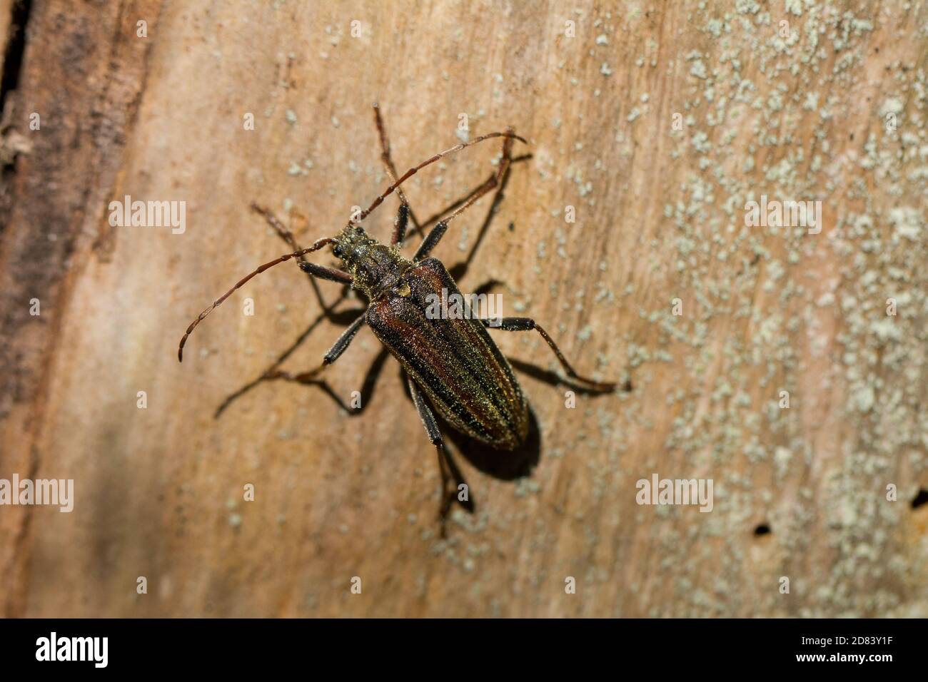 Long-horned beetle (Oxymirus cursor) Stock Photo