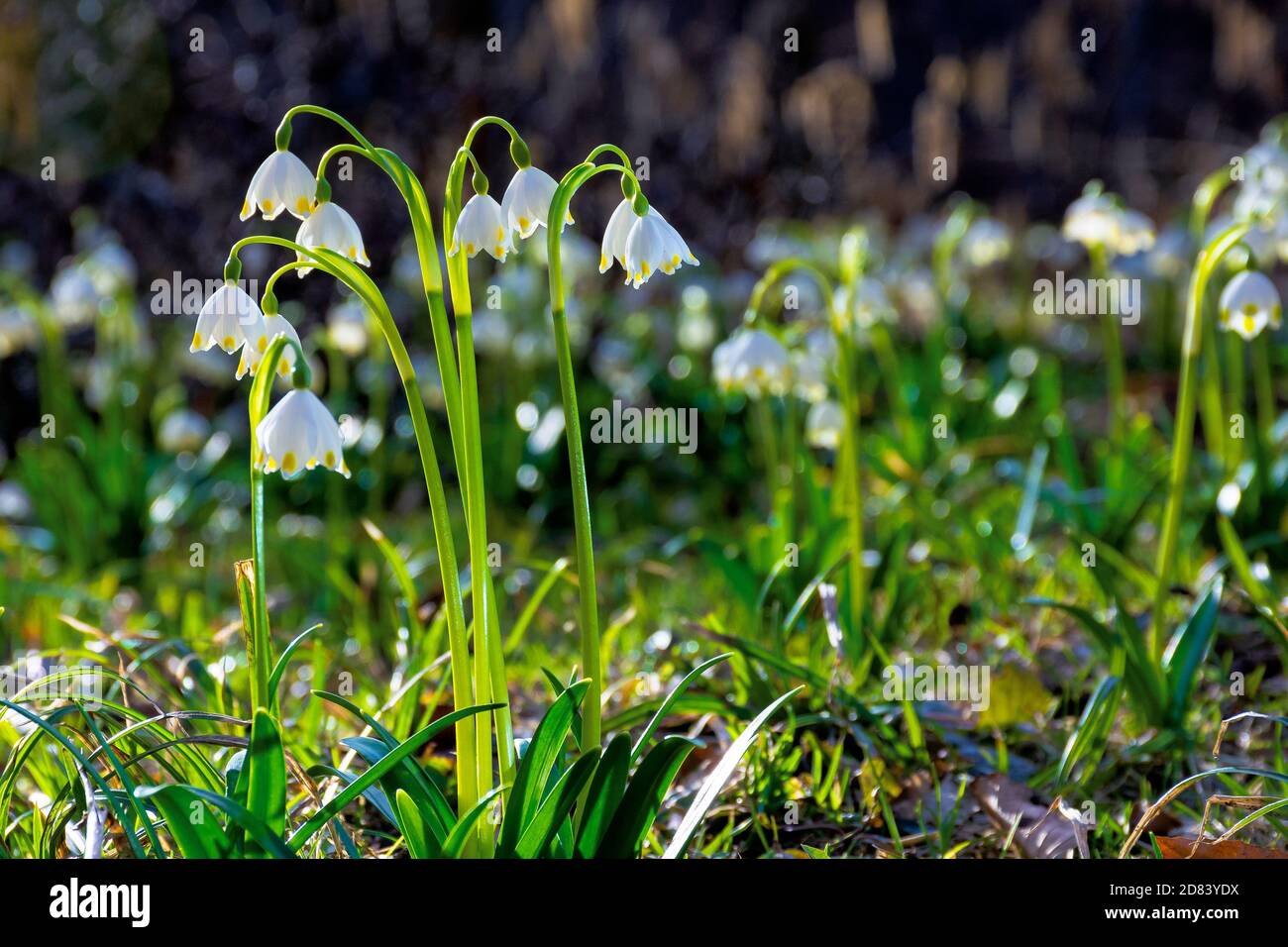bunch of snowflake flowers on the forest glade. spring nature background on a sunny day Stock Photo