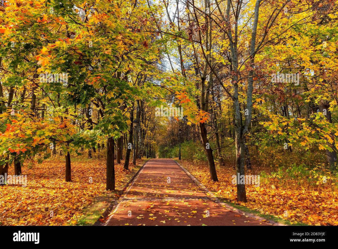 Alley with green leaves hi-res stock photography and images - Alamy