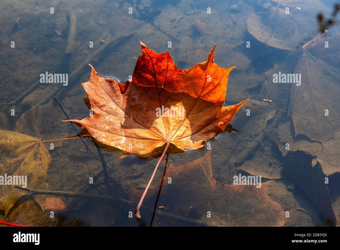 Autumn maple leaf floating on the autumn pond. Stock Photo