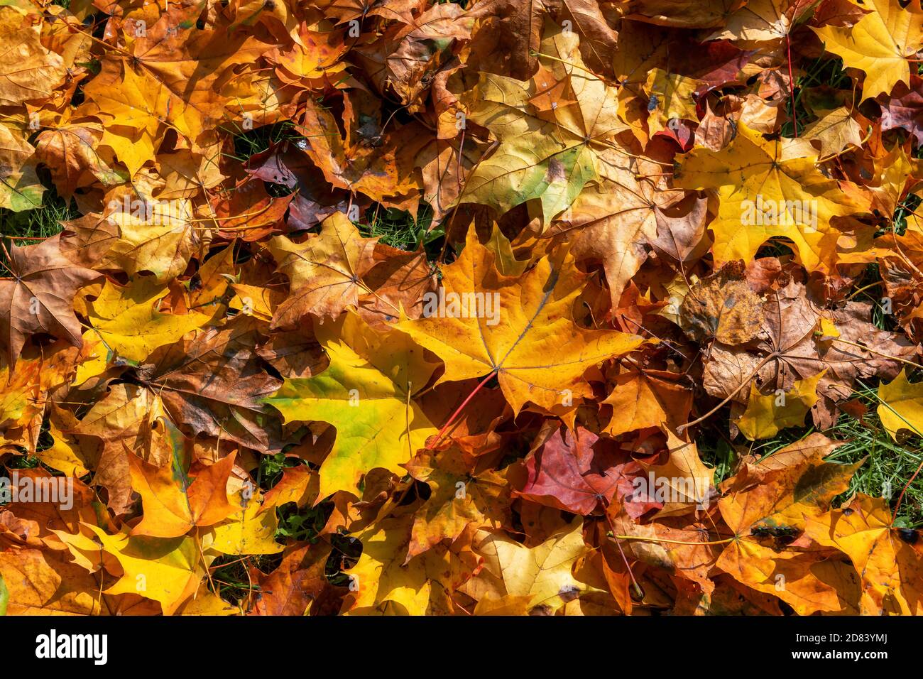 Orange and brown maple leaves hi-res stock photography and images - Alamy