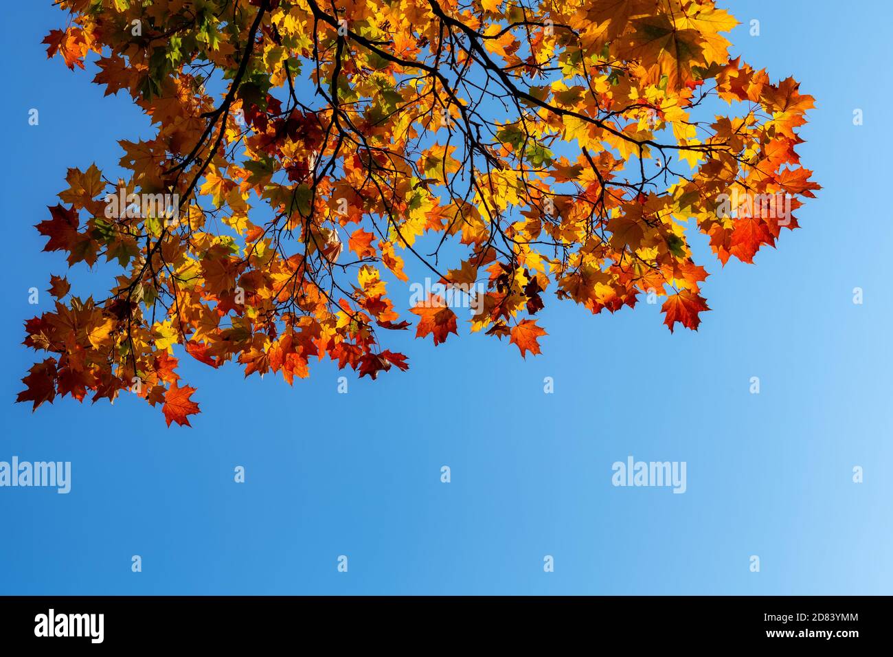 Autumn maple branch with colorful leaves on blue sky Stock Photo