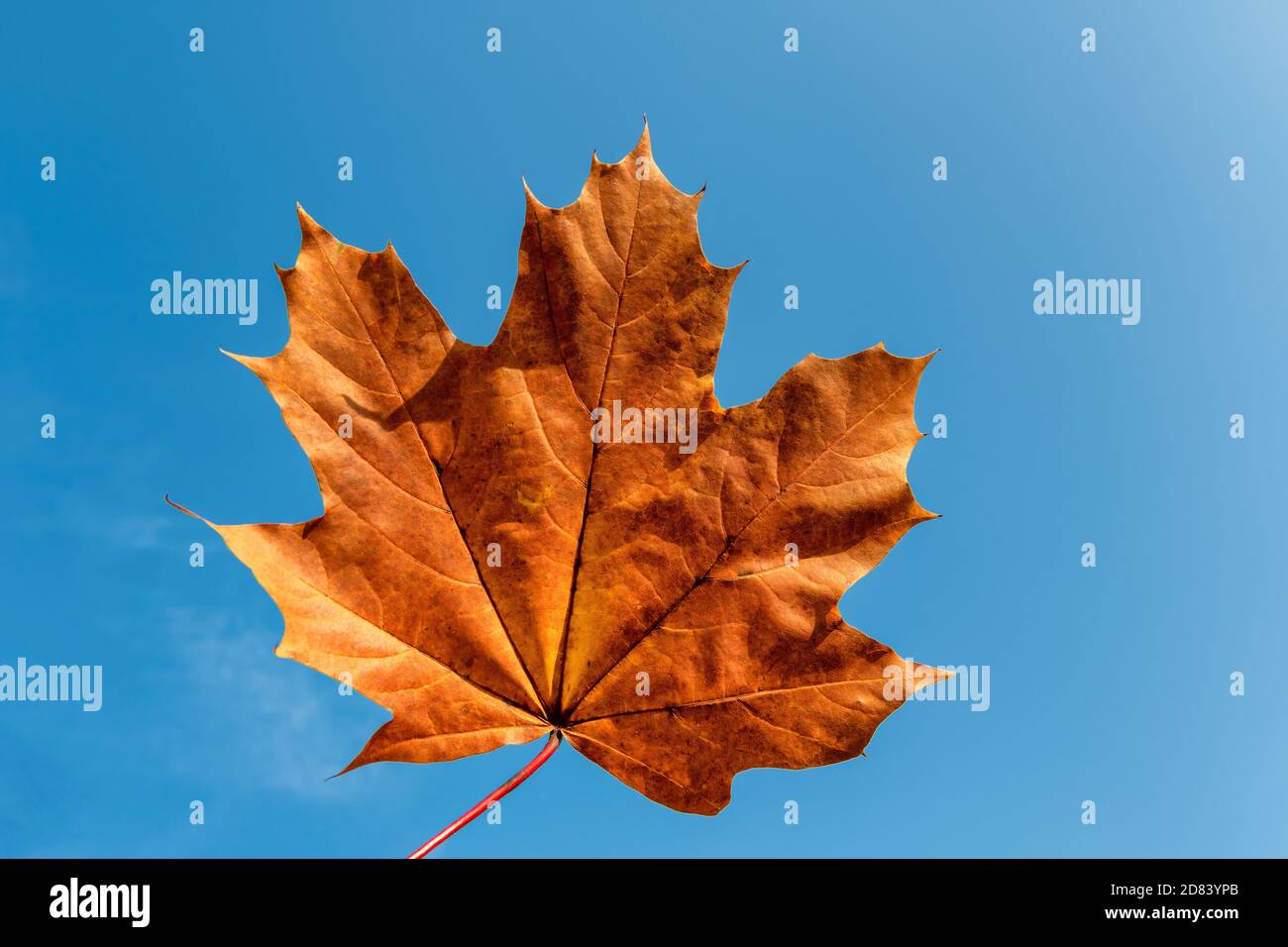 Autumn maple leaf Stock Photo
