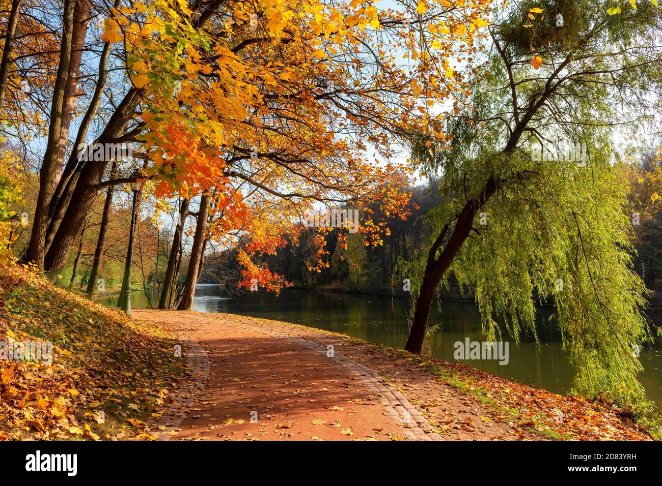 Autumn alley in a park with colorful leaves Stock Photo