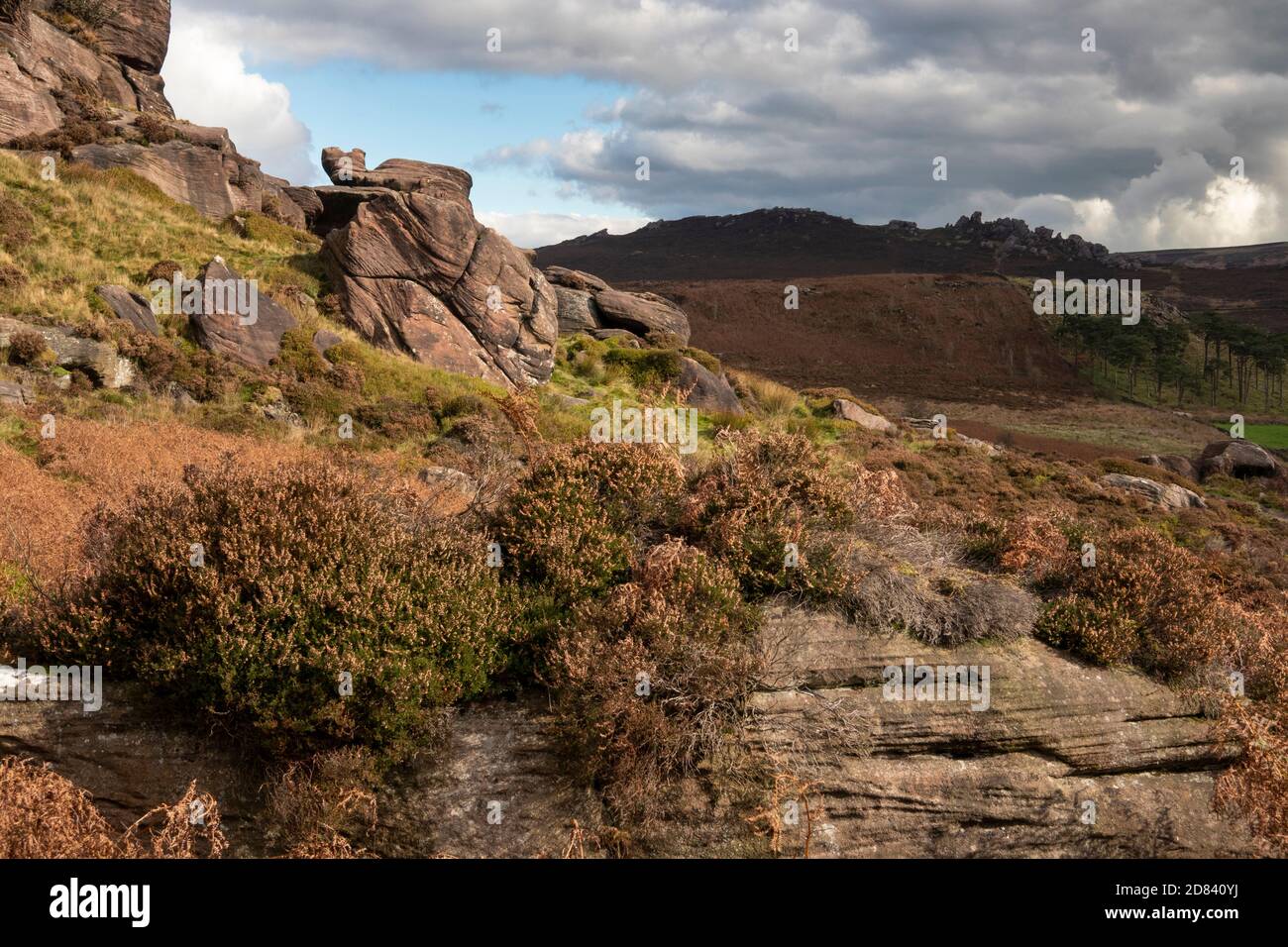 UK, England, Staffordshire, Moorlands, The Roaches, heather growing on rocky outcrop near Ramshaw Rocks Stock Photo