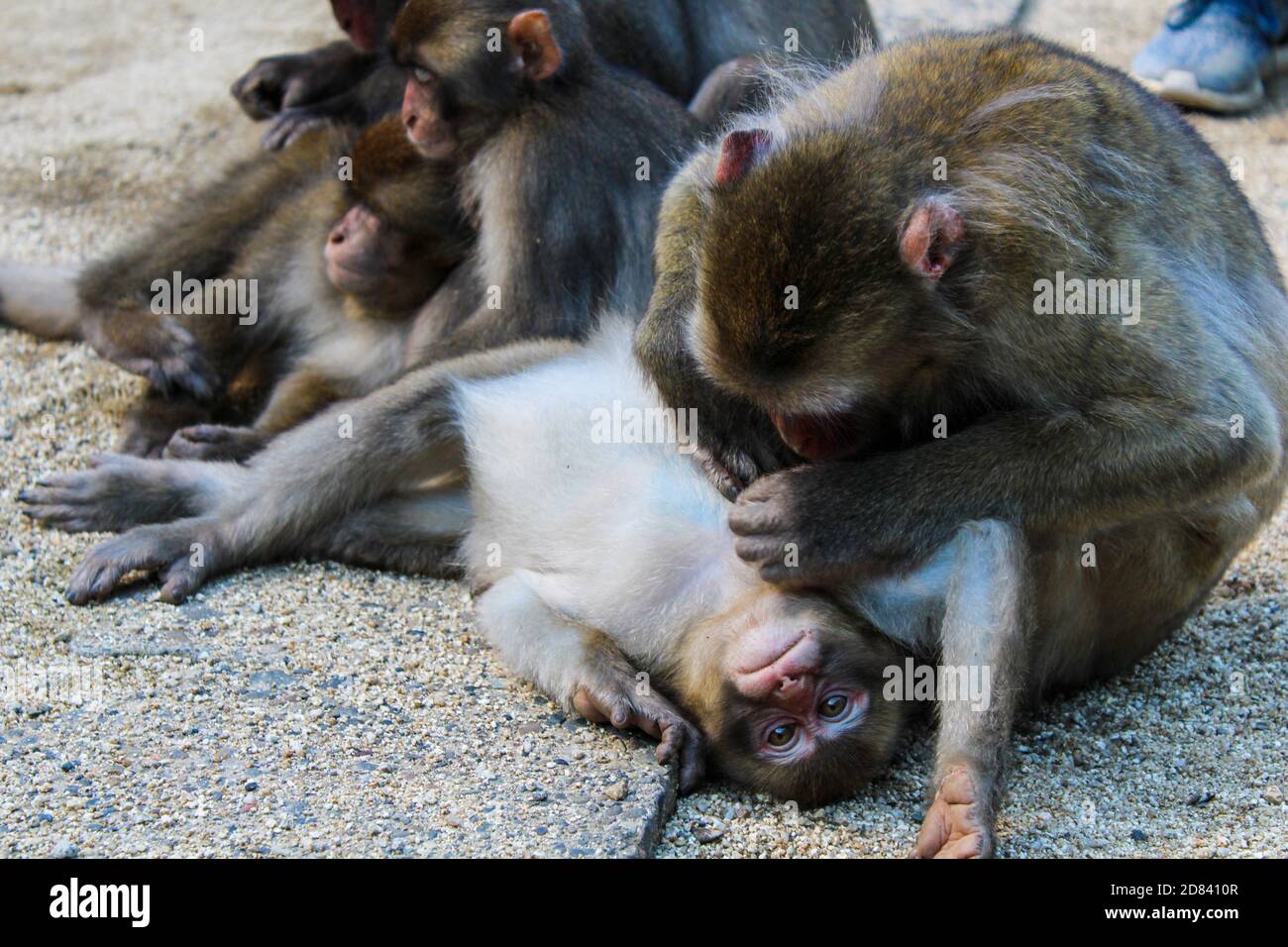 Monkey's of Beppu Stock Photo