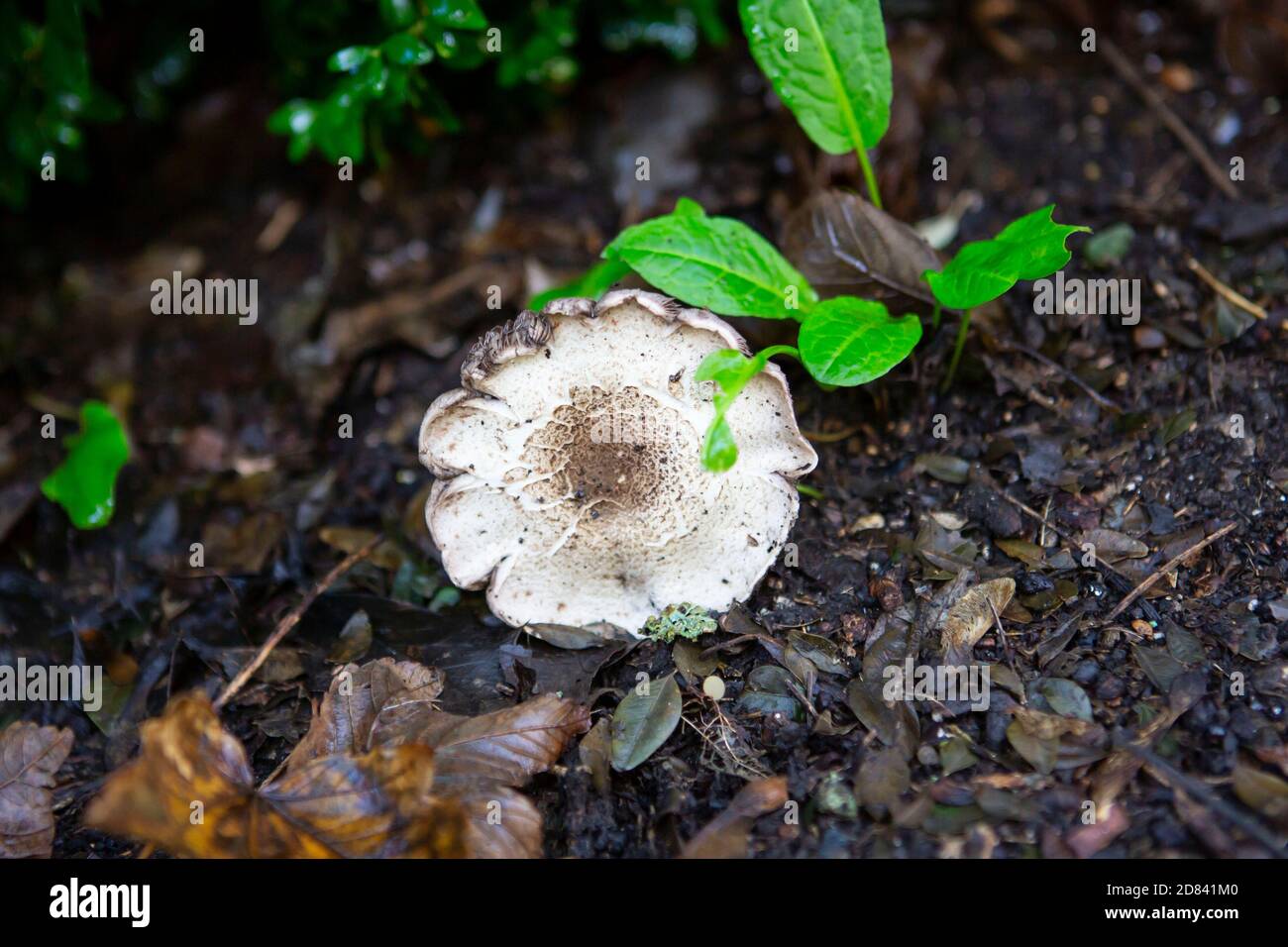Aerial view of a wild mushroom Stock Photo