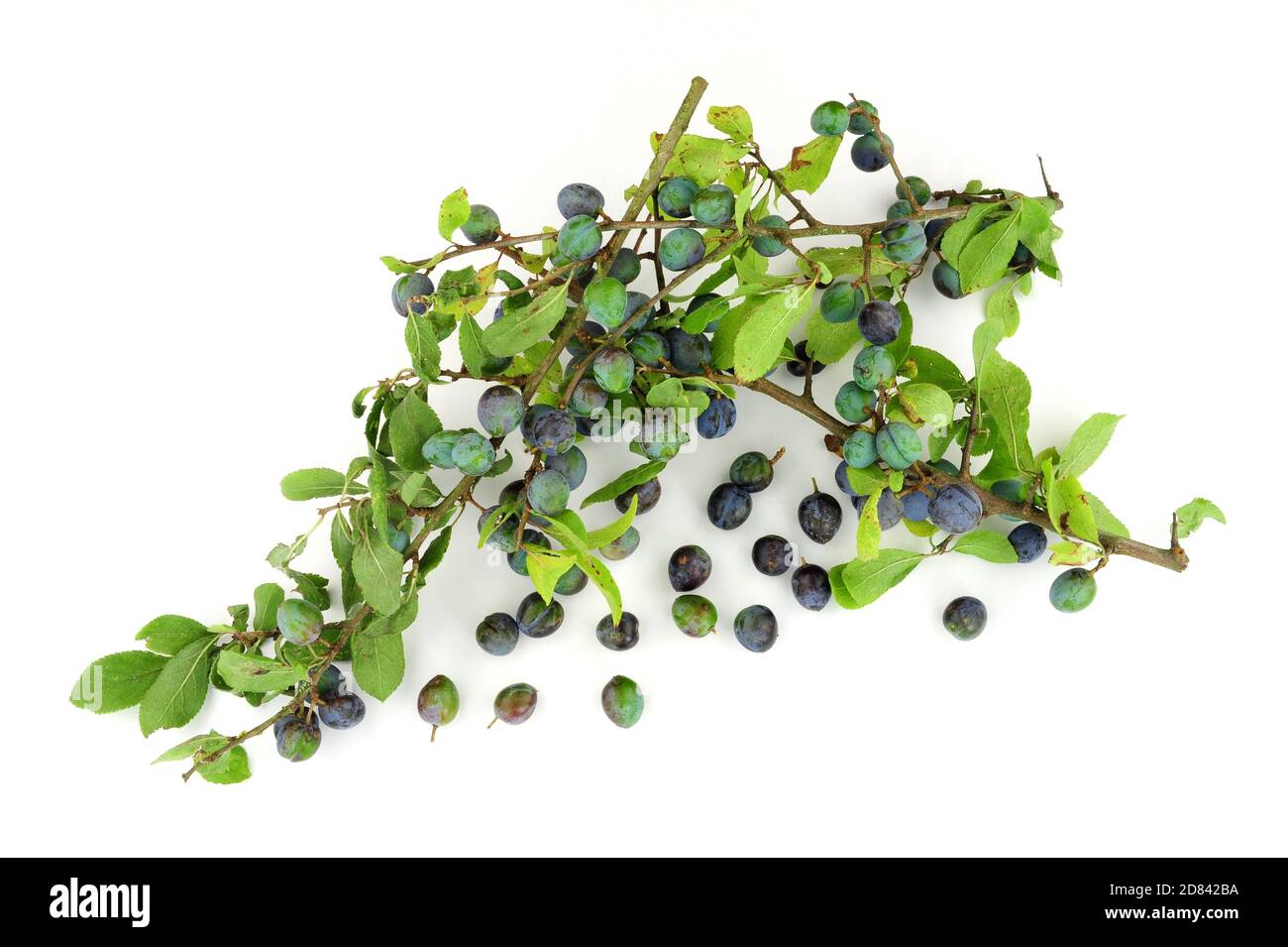 Sloe berries from the blackthorn bush used for making sloe gin and jam Stock Photo