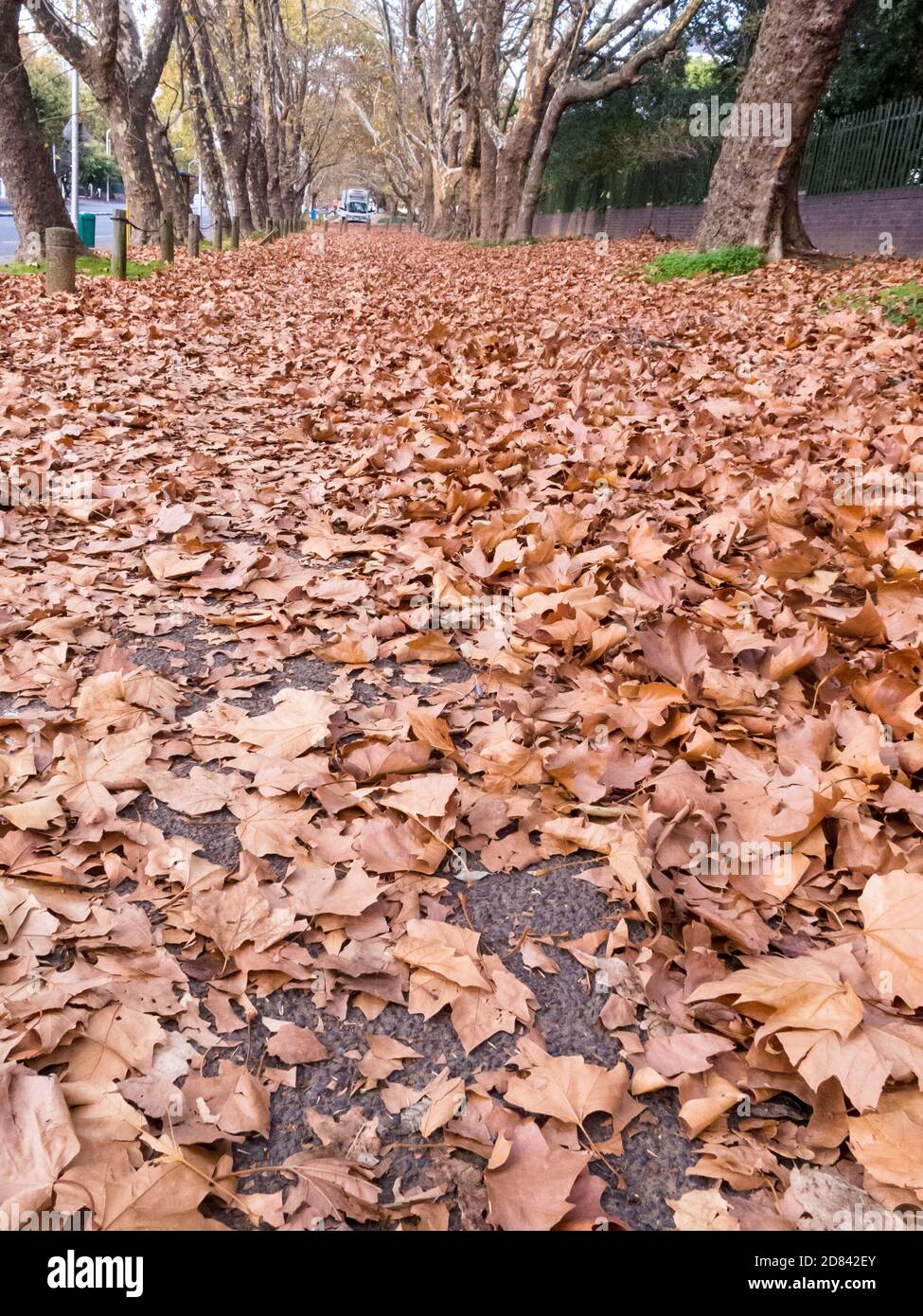 Oak leaves during Autumn or Fall season in Cape Town, South Africa lying on the ground as a mat or carpet concept weather and climate Stock Photo