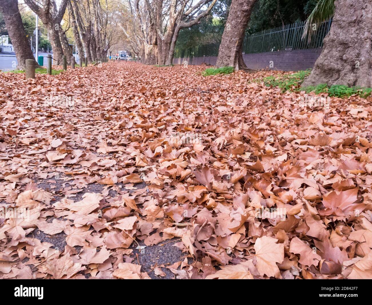 Autumn or Fall brown Oak leaves lying like a carpet on the pathway during seasonal weather in Cape Town, South Africa Stock Photo