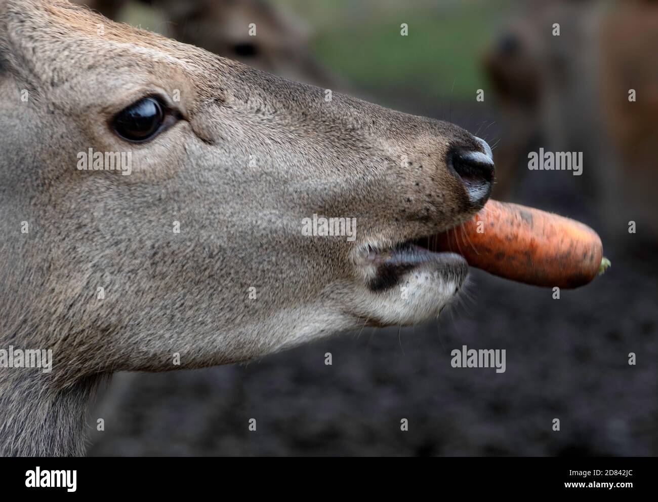 Nice big deer in autumn colours. deer portrait on dark background.Grazing animal in natural background, space for text, horizontal. Deer head with big Stock Photo